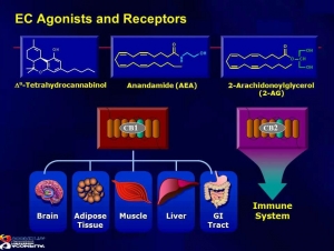 ec agonists and receptors