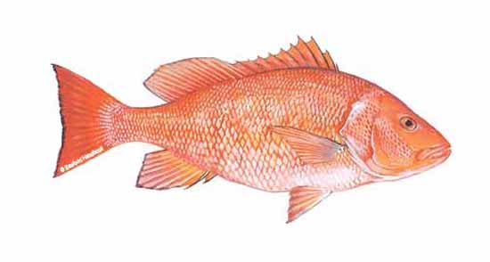 The Science of Snapper