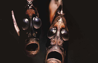 2_Creeps_Hatchetfish.jpg