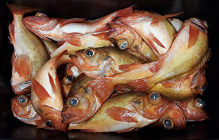 1_CC_3_Redfish.jpg.medium.800x800.jpeg