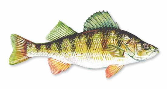 Perch, Yellow  SeafoodSource