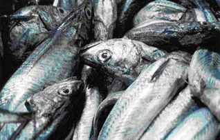 Hake.jpg
