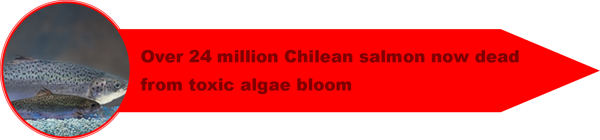 1_Chile_Crisis.png