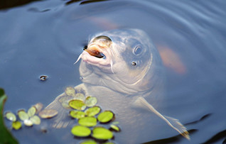 4_CC_3_Carp.jpg.medium.800x800.jpeg