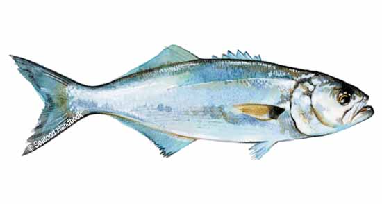 Bluefish  SeafoodSource