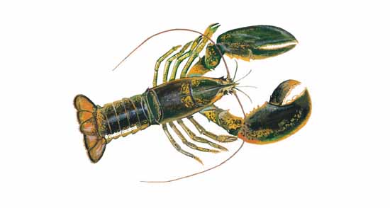 Wild Small Live Lobsters