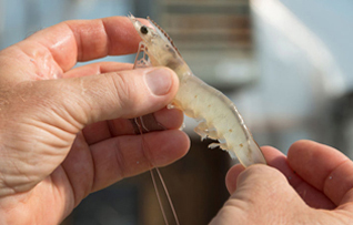 10_Shrimp_1.jpg