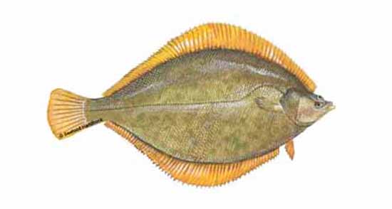 Flounder  SeafoodSource