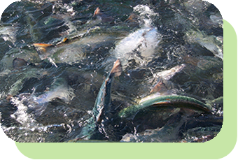 Afishdensity.png