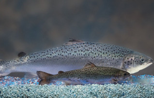 AquaBountySalmon_318x203.jpg.medium.800x800.jpeg