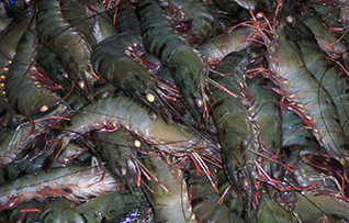 10_Shrimp_6.jpg