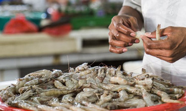 Indian shrimp