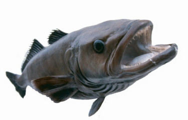 Patagonian toothfish