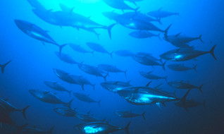 bluefin tuna