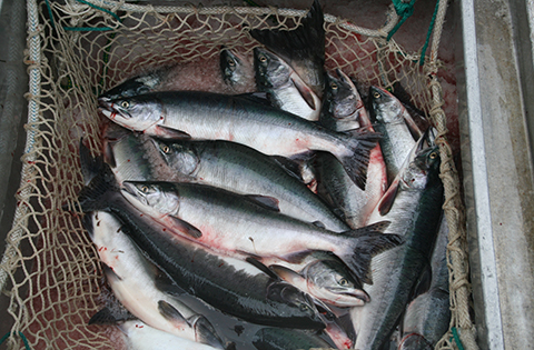 Alaska salmon_JH.jpg