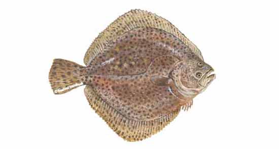 Farm Raised Turbot from Spain — Browne Trading Company