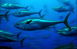 Bluefin_tuna_318.203.jpg
