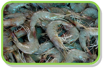 7shrimp.png