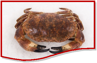 browncrab.png