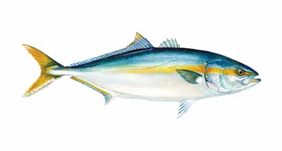 Yellowtail | Seafoodsource