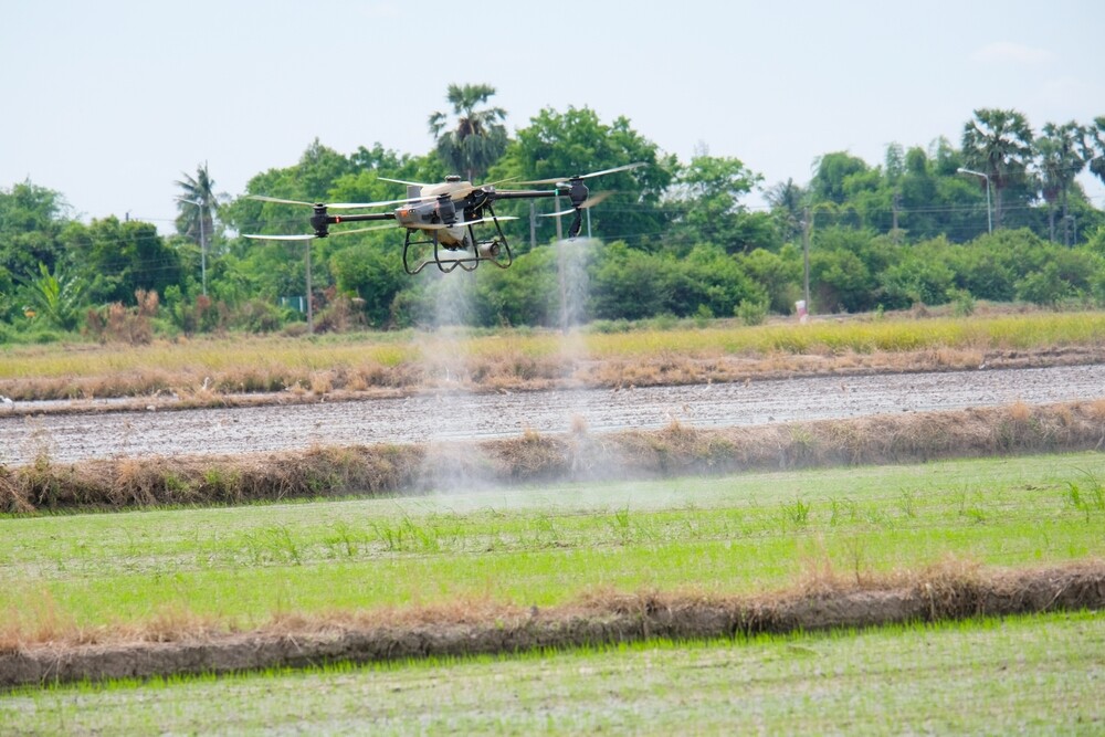 An agricultural drone is spraying chemicals in the rice fields.