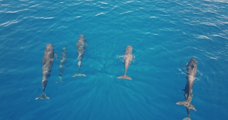 Pod of pilot whales is swimming in clear blue ocean water, seen from an aerial drone perspective, creating a captivating scene of marine wildlife. Wild nature sea travel background, top down view