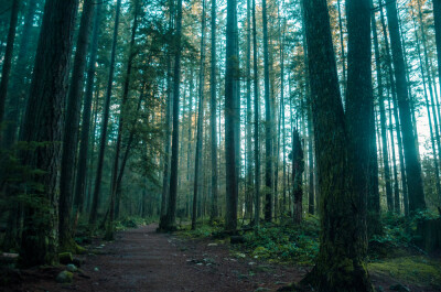 Inside a forest trail during a cold morning