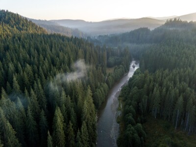 Aerial drone shot of a mountain river and green pine forest at early morning in Comandau,Transylvania, Romania.
