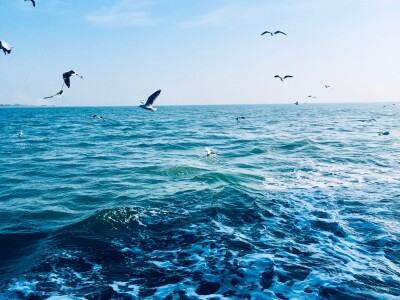 Seagulls flying over open ocean