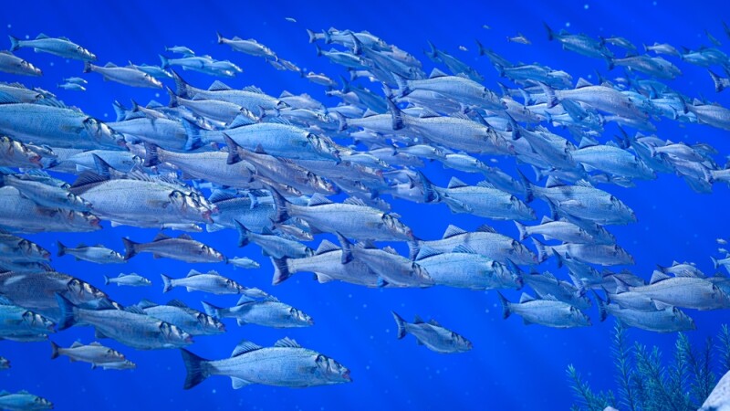 Flocks of fish swim in groups, the underwater circle is shining down.