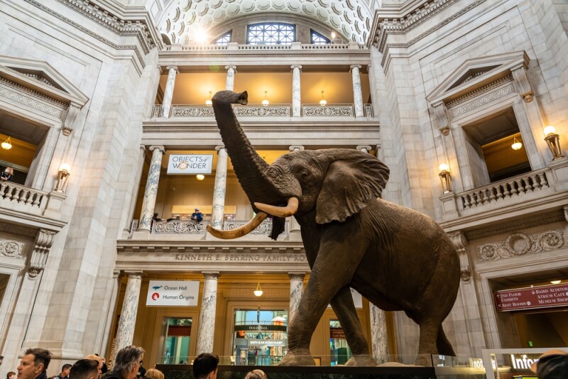Washington DC, April 8 2023 - The African Elephant in the main hall of Smithsonian National Museum of Natural History in WASHINGTON DC.
