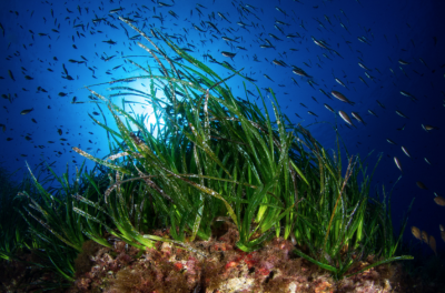 Underwater Seagrass
