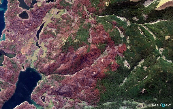Vegetation burnt down by a wildfire, Tierra del Fuego, Argentina