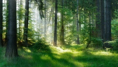 Natural Forest of Spruce Trees, Sunbeams through Fog create mystic Atmosphere.