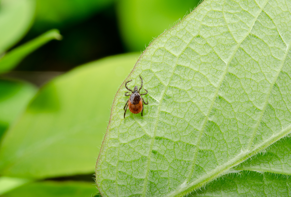 An Integrative Approach To Identifying, Diagnosing, And Treating Lyme ...