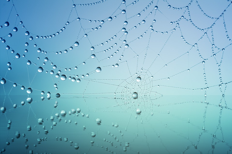 Spider web with rain drops