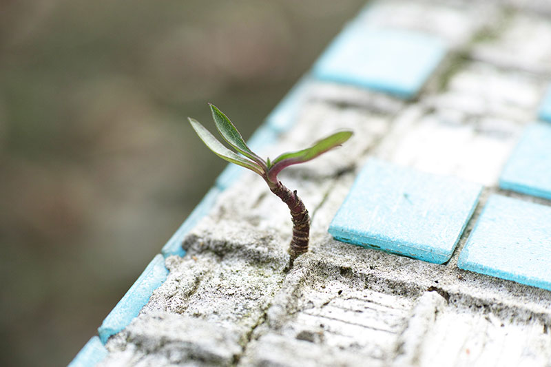 A single plant sprouting out of concrete