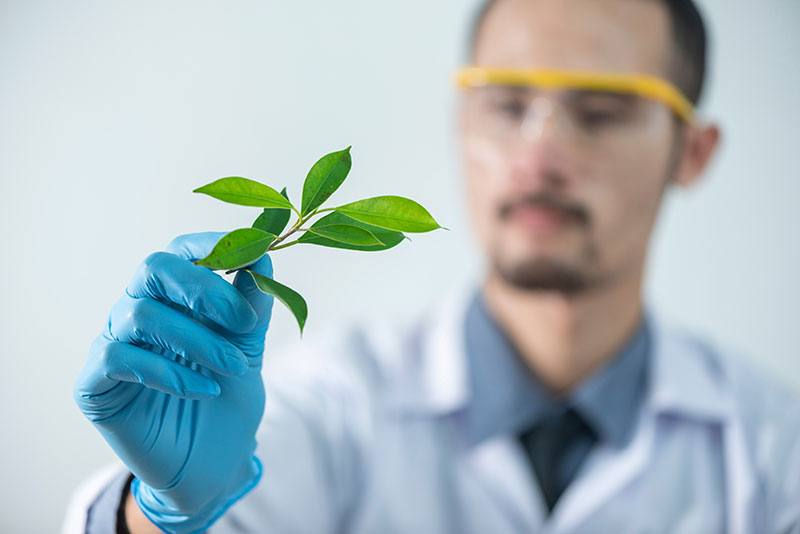 A lab scientist holding a plant