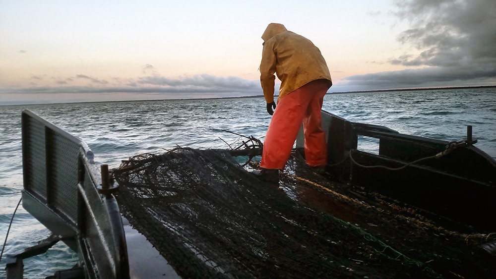 Gill net study proposed on Lake Michigan