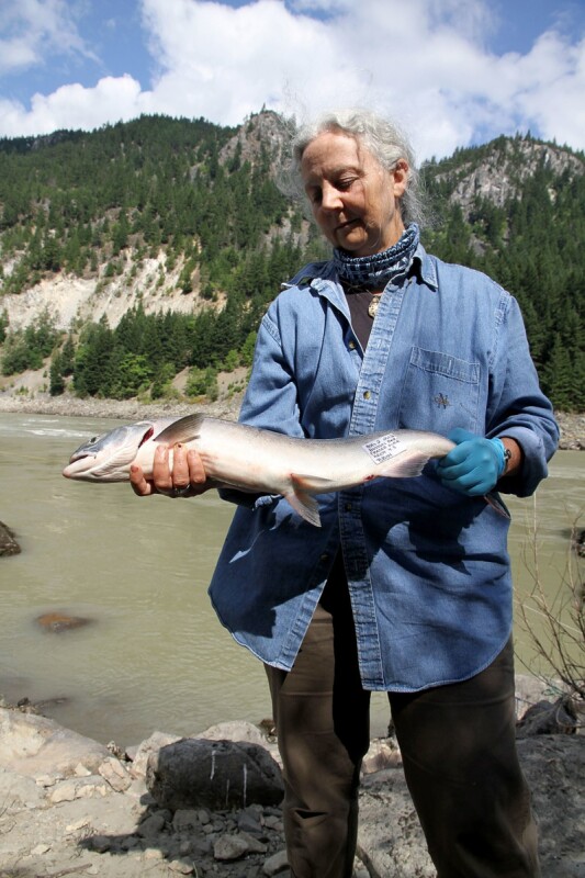 Removal of BC salmon farms coincides with rebounding wild runs