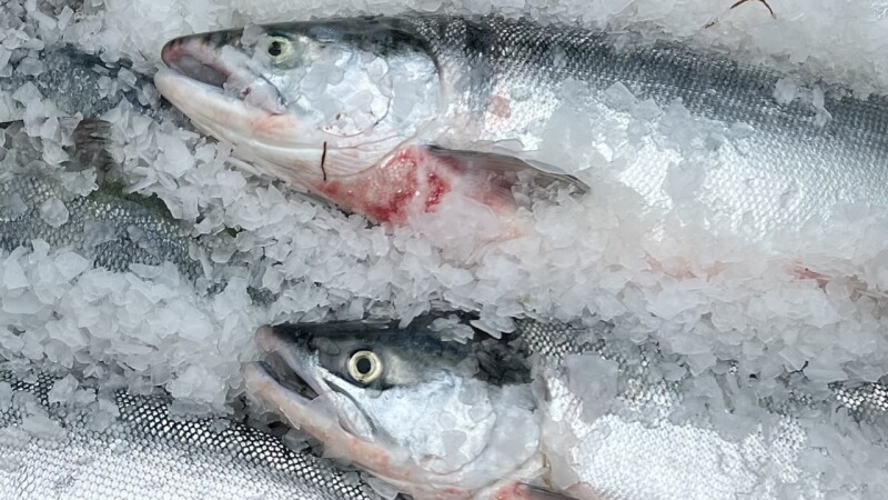 Increasing quality, safety, and sustainability of Alaska seafood
