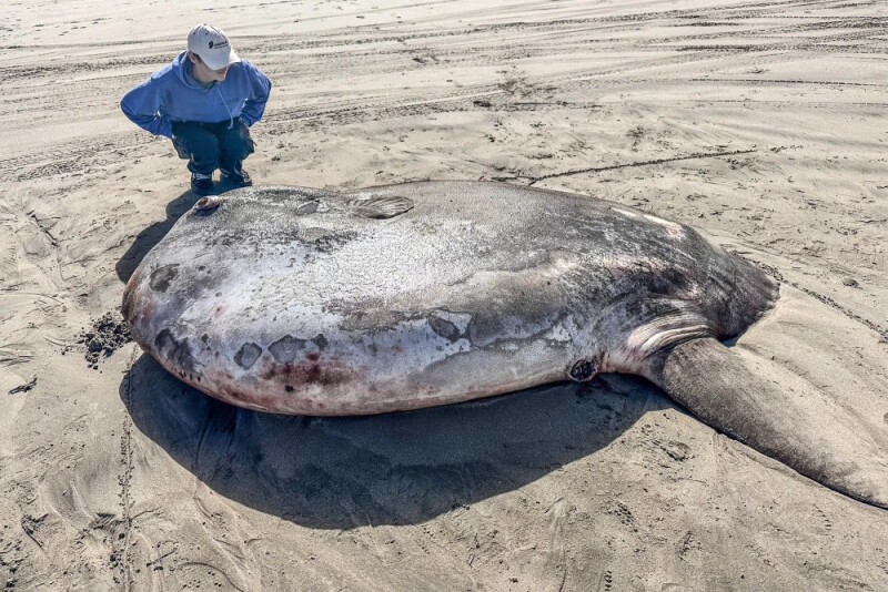 Newly discovered giant sunfish washed ashore last June | Commercial ...