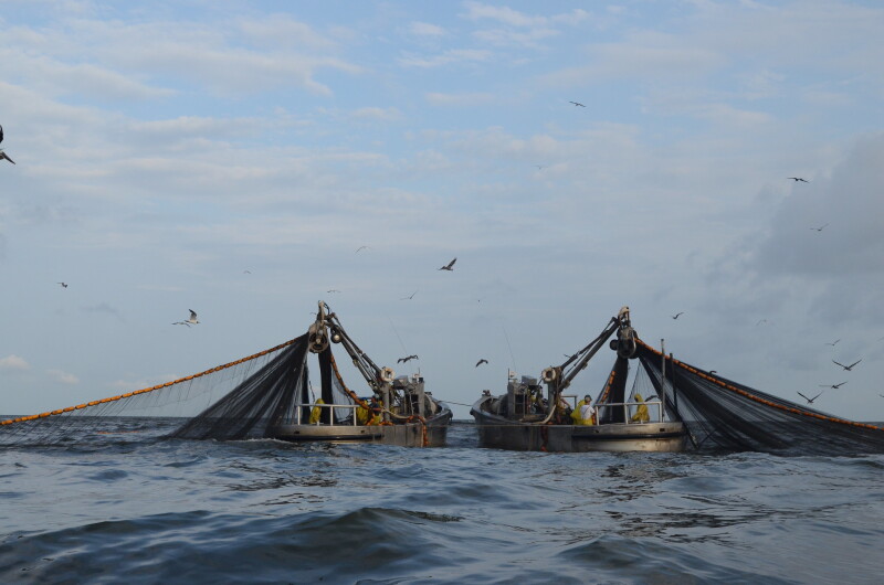 No violations found in Louisiana menhaden probe
