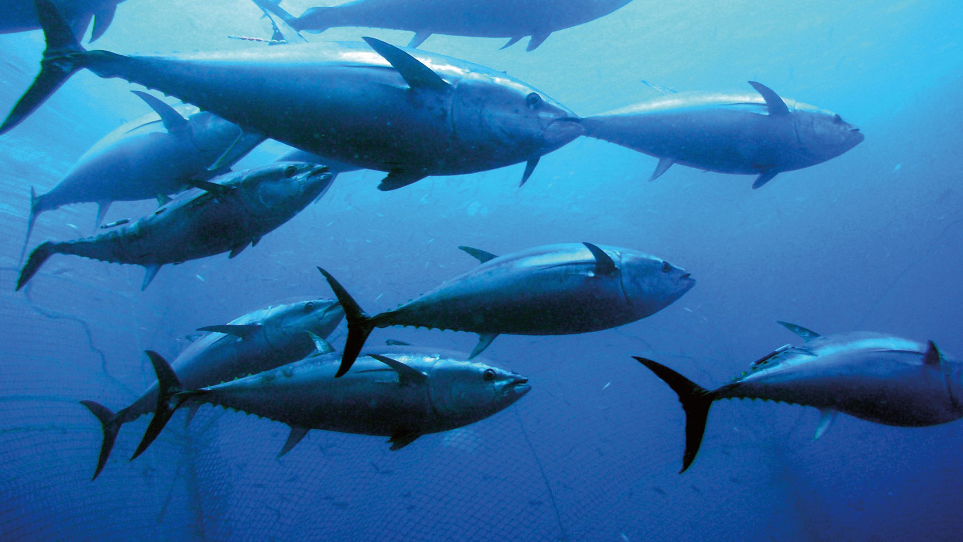 Angler Story of the Week: Bluefin Tuna Landed on the fly - Flylords Mag