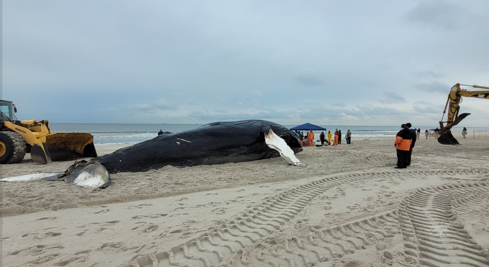 Dead whales: Why are so many whales getting stranded on US beaches?