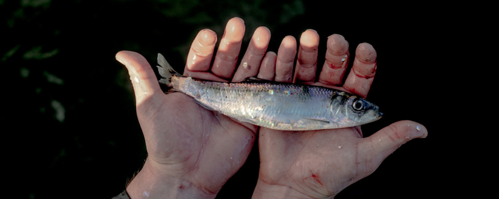 Commercial Fishing Photo Stories: Five Days at the Sitka Herring