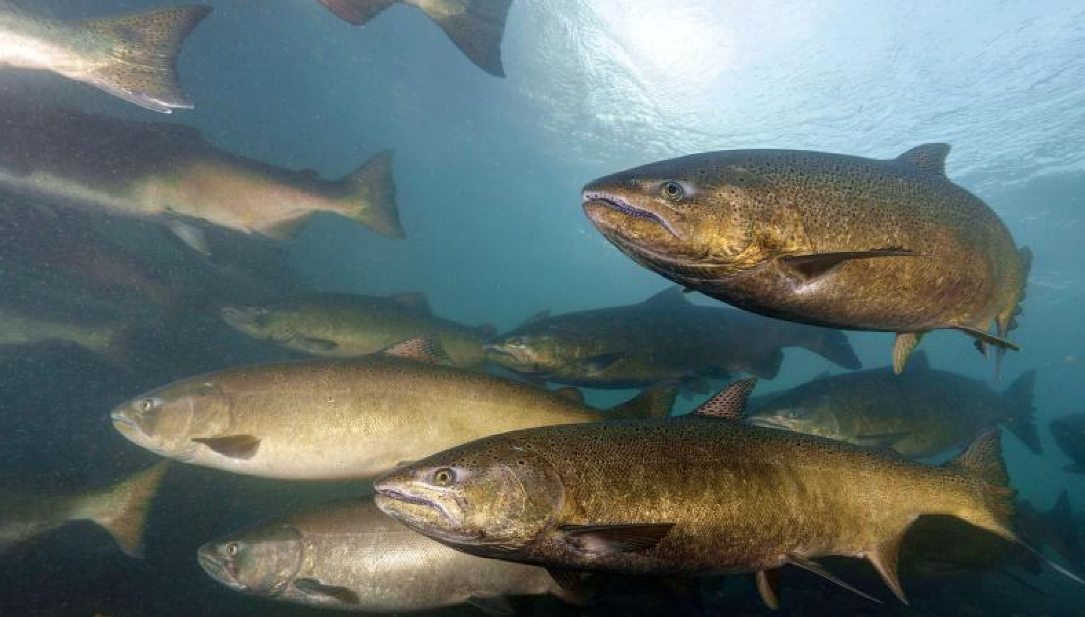 Report says dam removal key to restoring Columbia River salmon and steelhead