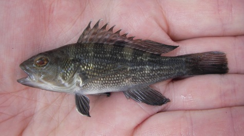 Black sea bass more abundant in Long Island Sound as water warms