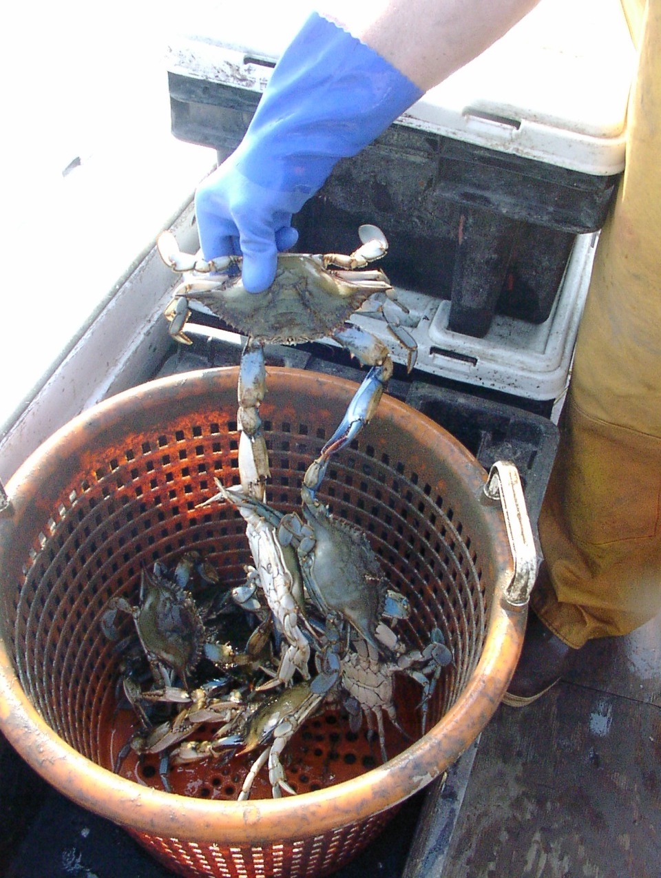 Chesapeake Bay blue crabs at record low