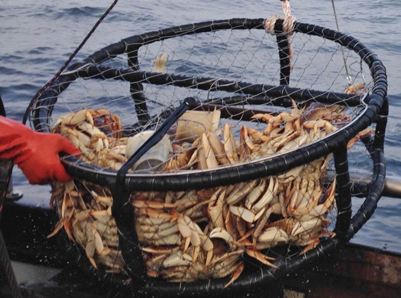 California delays Dungeness crab opening for fourth year